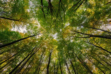 Das Dach des Buchenwald mit seinen Baumkronen sind die Arterien des Waldes