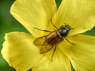 Small beetle on a yellow flower. Genus Chasmatopterus   