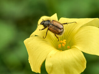 Small beetle on a yellow flower. Genus Chasmatopterus   
