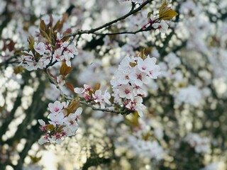 Selective focus shot of white plum blossoms on branches on bokeh background - floral wallpaper