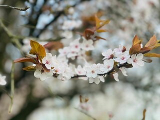 Selective focus shot of white plum blossoms on branches on bokeh background - floral wallpaper