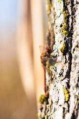 Red dragonfly, Neurothemis fluctuans is sitting on a wood, Haff Reimich nature reserve in Luxembourg
