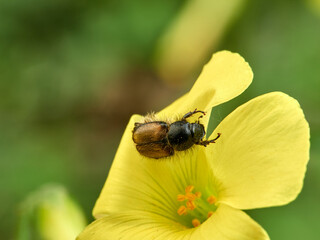 Small beetle on a yellow flower. Genus Chasmatopterus   