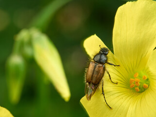 Small beetle on a yellow flower. Genus Chasmatopterus   