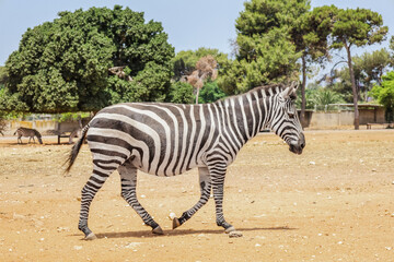 Fototapeta na wymiar Beautiful zebra in safari park
