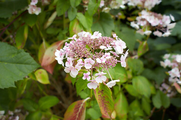Mountain Hydrangea (Hydrangea serrata) blossoms in the garden.