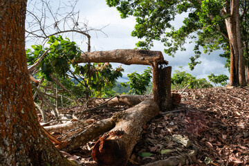 fallen trees and leaves