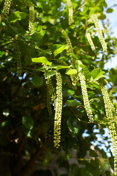 Green bush escalloniaceae itea yunnanensis in the garden. Summer and spring time