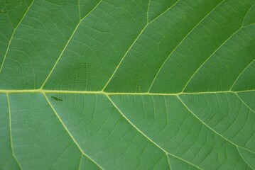 Closeup of a fresh green teak leaf in a garden