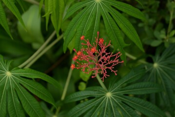 Closeup of a Jatropha multifida (Coralbush) in a garden