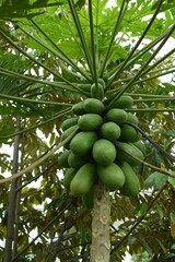Vertical of papaya tree with fruits growing in a garden
