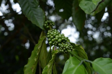 Closeup of young coffee cherries with green leaves