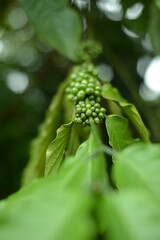 Closeup of young coffee cherries with green leaves