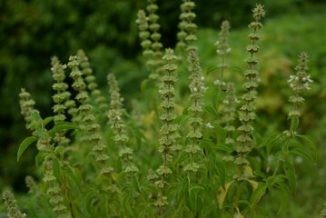Closeup of fresh Basil plant with green leaves in a garden