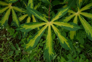 Closeup of cassava plant leaves in a garden
