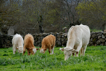 beef cattle grazing in the Sierra de madrid Spain