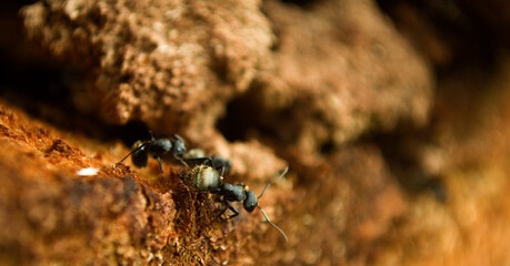 black ant on a wood