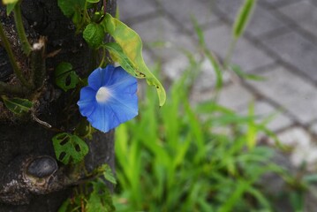 Japanese morning glory flowers. Convolvulaceae annual vine. Blooms from June to October. The seeds...