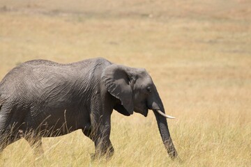 Naklejka na ściany i meble African bush elephant wandering in Amboseli National Park in Kenya, Africa
