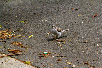 Australian Noisy Miner (Manorina melanocephala)