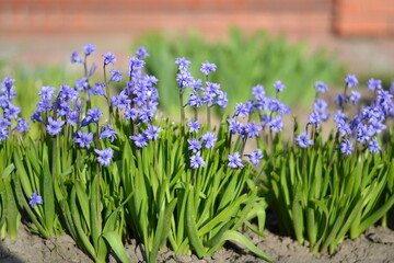 flowers in the grass