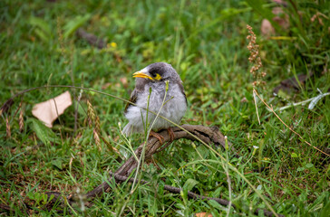 Australian Noisy Miner (Manorina melanocephala)