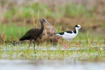 White faced ibis , La Pampa, Patagonia, Argentina