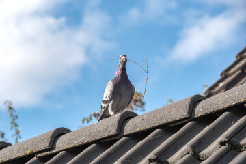 Fototapeta na wymiar Beautiful carrier pigeon walks on the ridge of a roof with a twig in its beak against a beautiful blue sky