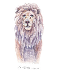 Watercolor Lion portrait. Lion king illustration. White lion