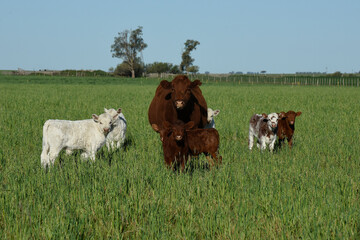 Cattle and white Shorthorn calf , in Argentine countryside, La Pampa province, Patagonia, Argentina.