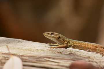 closeup of a brown lizard on a tree trunk with a blurred background