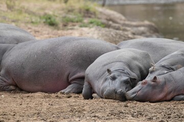 Group of adorable Hippos sleeping by the water in Masai Mara national reserve in Kenya, Africa