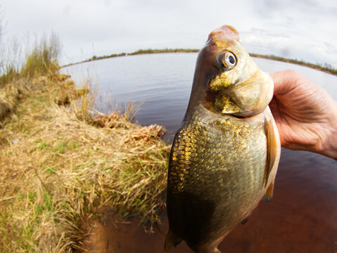 An enviable trophy of a fisherman with a fishing rod in a European river. Caspian bream (Abramis brama orientalis). The fisheye lens is used