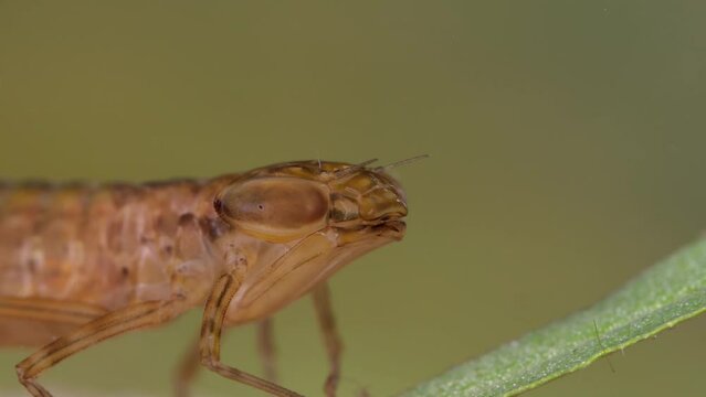 die larve einer libelle unter wasser, portrait und ganzes tier, mehrere unterschiedliche szenen, 50 fps
