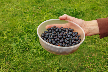 Fototapeta na wymiar A hand holds fresh blackcurrant berries in a container. Fresh harvest of berries on a background of green grass.
