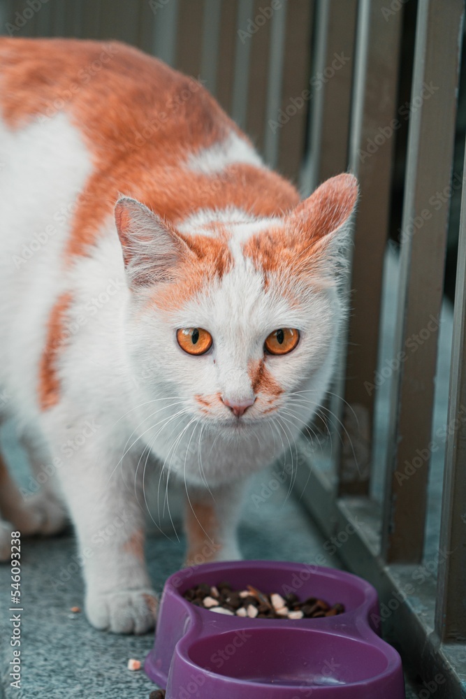 Sticker Vertical closeup of an Anatolian cat with orange markings near its feeding