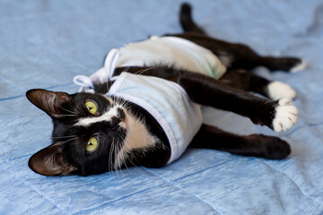 Sick domestic cat lies after surgery at home on sofa in clothes. Postoperative bandage. Care of pet after cavitary operation. Castration, sterilization. Care and treatment. Love for pets.