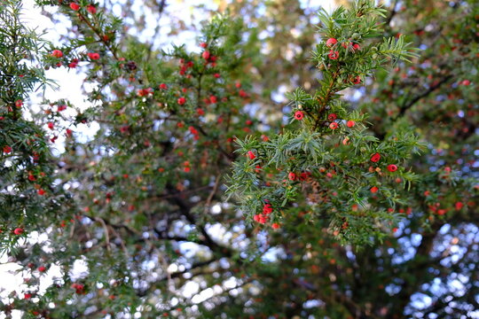 Yew-Tree Images – Parcourir 11,201 le catalogue de photos, vecteurs et