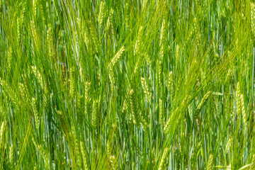 agricultural field where green rye grows, agriculture for obtaining grain crops, rye is young and green and still immature, close - up of the agricultural crop rye