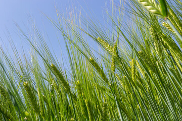 agricultural field where green rye grows, agriculture for obtaining grain crops, rye is young and green and still immature, close - up of the agricultural crop rye