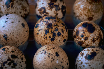 Obraz premium quail eggs close-up in a dark key