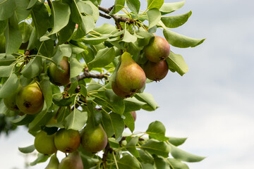 A bunch of pears in the tree. Benefits of pears. Blue sky Background.