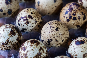 Obraz premium quail eggs close-up in a dark key