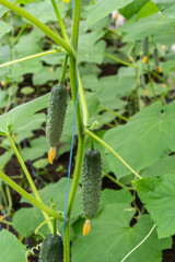 Young green cucumbers vegetables hanging on lianas of cucumber plants in green house