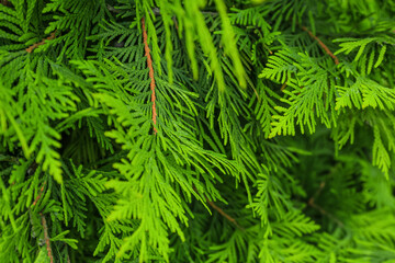 Green juniper branches outdoors, closeup