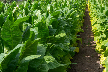 Tobacco big leaf crops growing in tobacco plantation field