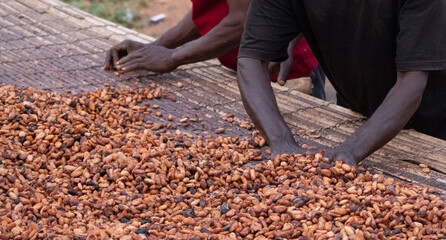 Fèves de cacao et fruits de cacao, gousse de cacao frais coupée exposant des graines de cacao,...