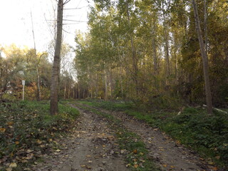 The young forest along the river Danube. The forest along the river Danube in the dry part of the year near the town of Novi Sad 