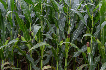 Corn or maize field in organic land agriculture