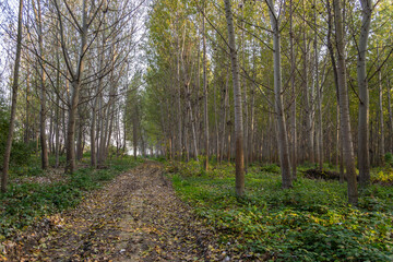 The young forest along the river Danube. The forest along the river Danube in the dry part of the year near the town of Novi Sad 